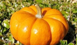 秋汐吃瓜,揭秘娱乐圈那些不为人知的幕后故事