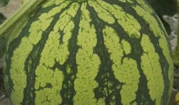 舟山吃瓜,夏日吃瓜，尽享海鲜风味