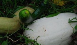 什么叫大家瓜吃