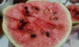 搞笑蛙吃瓜,笑料横生欢乐多