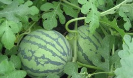 鲁怀德吃瓜,揭秘娱乐圈幕后故事