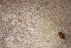 吃瓜叶子的飞虫,揭秘吃瓜叶子的神秘世界