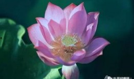 一朵荷花吃瓜,一朵荷花的奇妙食旅