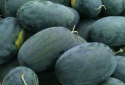 武汉金凰吃瓜,一场吃瓜盛宴背后的故事