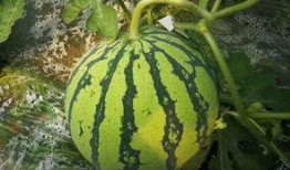 51吃瓜群众今日大瓜,揭秘娱乐圈最新热点事件