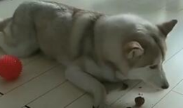 猫可以吃脆瓜,脆瓜成为猫咪新宠