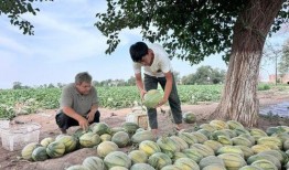 没钱吃的瓜,揭秘贫困家庭的生存困境