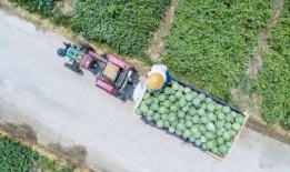 瓜地吃瓜风格的照片,夏日清凉瞬间