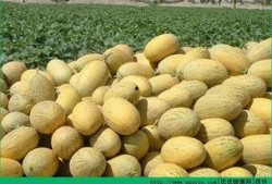 吃蛋可以吃哈密瓜吗,探索蛋与哈密瓜的奇妙搭配