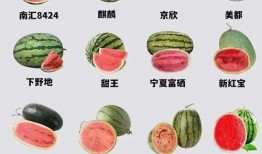 带你吃瓜教课书,揭秘娱乐圈背后的故事