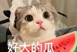 猫哥带你吃瓜,猫哥带你揭秘娱乐圈那些鲜为人知的瓜