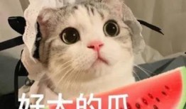 猫哥带你吃瓜,猫哥带你揭秘娱乐圈那些鲜为人知的瓜