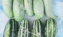 火里吃瓜