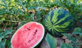 夏季外景吃瓜照片真实,瓜香四溢——外景吃瓜瞬间记录