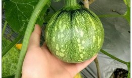 耐高吃瓜,揭秘瓜果界的“耐力之王”