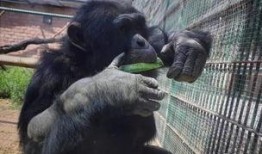 吃瓜视频动物大全,吃瓜视频带你领略动物世界奇观大全