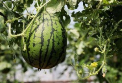 吃瓜芦有什么害处