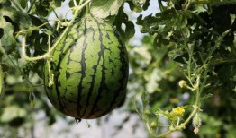 吃瓜芦有什么害处