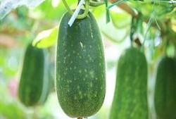 立秋吃宜吃瓜,探寻传统美食中的养生智慧