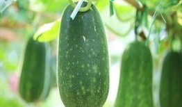 立秋吃宜吃瓜,探寻传统美食中的养生智慧