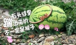 元气洛落吃瓜,吃瓜群众眼中的娱乐圈风云