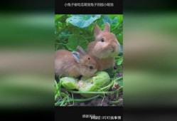 兔子吃瓜的图片,兔子与瓜果的欢乐时光