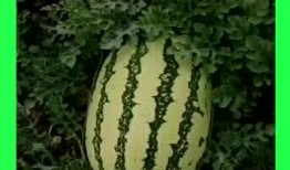 天天吃瓜吃到腻,从天天吃瓜到腻味难耐的瓜界变迁