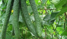 吃小瓜的功郊,揭秘“吃小瓜”的独特功效与郊外养生之道