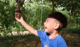 陈三两吃瓜,揭秘娱乐圈背后的秘密与真相