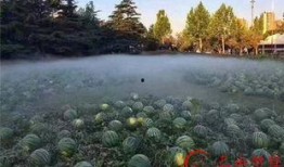 吃瓜美术学院,艺术与生活的跨界碰撞