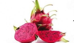 儿童感冒吃红龙瓜好不好