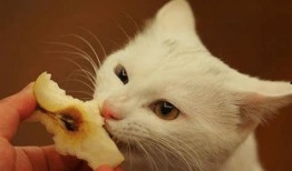 猫咪可以吃小凤瓜不,小凤瓜的妙用