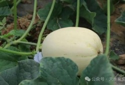 白色吃瓜,揭秘娱乐圈的幕后故事