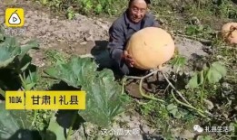 礼县吃瓜事件,一场引发社会热议的网络风波