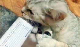 猫哥带你吃瓜,猫哥带你揭秘娱乐圈那些鲜为人知的瓜