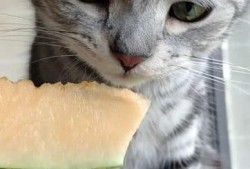 猫猫吃瓜网,揭秘娱乐圈那些不为人知的幕后故事