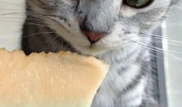 猫猫吃瓜网,揭秘娱乐圈那些不为人知的幕后故事