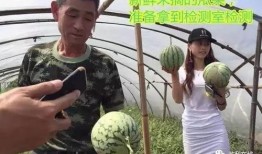 真正吃瓜群众直播,真正吃瓜群众的直播奇遇记