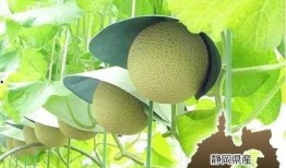 网状的瓜可以吃吗,揭秘可食用之谜