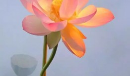 一朵荷花吃瓜,一朵荷花的奇妙食旅