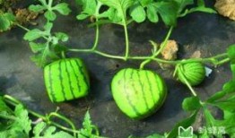 南京吃瓜的地方,探寻吃瓜群众的必打卡地